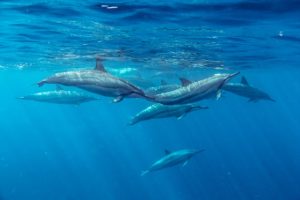 Dolphin Watching With Sharing Boat