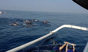 Tejakula dolphin tour
