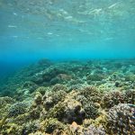 Tourist are snorkeling at menjangan island